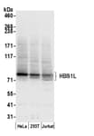 Detection of human HBS1L by western blot.