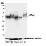 Detection of mouse CD48 by western blot.