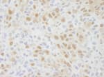 Detection of mouse NIF1 by immunohistochemistry.