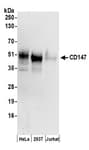 Detection of human CD147 by western blot.