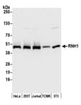 Detection of human and mouse RNH1 by western blot.