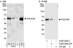 Detection of human POLR3D by western blot and immunoprecipitation.