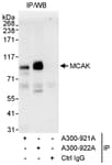 Detection of mouse MCAK by western blot of immunoprecipitates.
