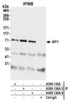 Detection of human SP1 by western blot of immunoprecipitates.