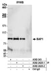 Detection of human BAP1 by western blot of immunoprecipitates.