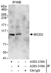 Detection of human BICD2 by western blot of immunoprecipitates.