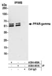 Detection of mouse PPAR-gamma by western blot of immunoprecipitates.