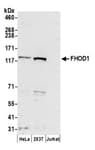 Detection of human FHOD1 by western blot.
