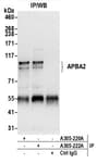 Detection of human APBA2 by western blot of immunoprecipitates.