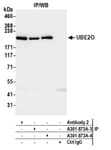 Detection of human UBE2O by western blot of immunoprecipitates.
