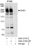 Detection of human CHD1 by western blot of immunoprecipitates.