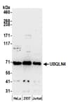 Detection of human UBQLN4 by western blot.