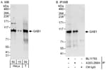 Detection of human GAB1 by western blot and immunoprecipitation.