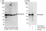 Detection of human and mouse PSMC6 by western blot (h and m) and immunoprecipitation (h).