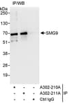 Detection of human SMG9 by western blot of immunoprecipitates.
