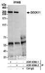 Detection of human DOCK11 by western blot of immunoprecipitates.