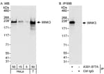Detection of human WNK3 by western blot and immunoprecipitation.