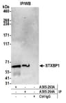 Detection of human STXBP1 by western blot of immunoprecipitates.