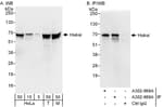 Detection of human and mouse Hakai by western blot (h&amp;m) and immunoprecipitation (h).
