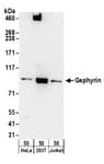 Detection of human Gephyrin by western blot.