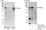 Detection of human ARMS by western blot and immunoprecipitation.