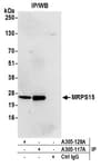 Detection of human MRPS15 by western blot of immunoprecipitates.