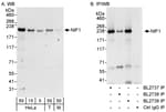 Detection of human and mouse NIF1 by western blot (h&amp;m) and immunoprecipitation (h).