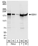 Detection of human and mouse EEA1 by western blot.