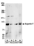 Detection of human and mouse Exportin-T by western blot.