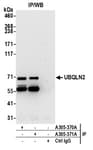 Detection of human UBQLN2 by western blot of immunoprecipitates.