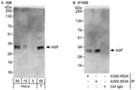 Detection of human ASF by western blot and immunoprecipitation.