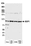 Detection of human BOP1 by western blot.