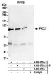 Detection of human PKD2 by western blot of immunoprecipitates.