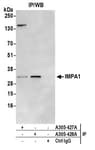 Detection of human IMPA1 by western blot of immunoprecipitates.