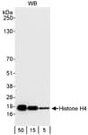 Detection of human Histone H4 by western blot.