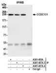 Detection of human CCDC131 by western blot of immunoprecipitates.