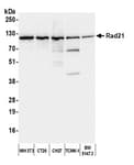 Detection of mouse Rad21 by western blot.