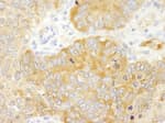 Detection of mouse PABP4 by immunohistochemistry.