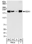 Detection of human EEA1 by western blot.