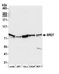 Detection of human BRD7 by western blot.