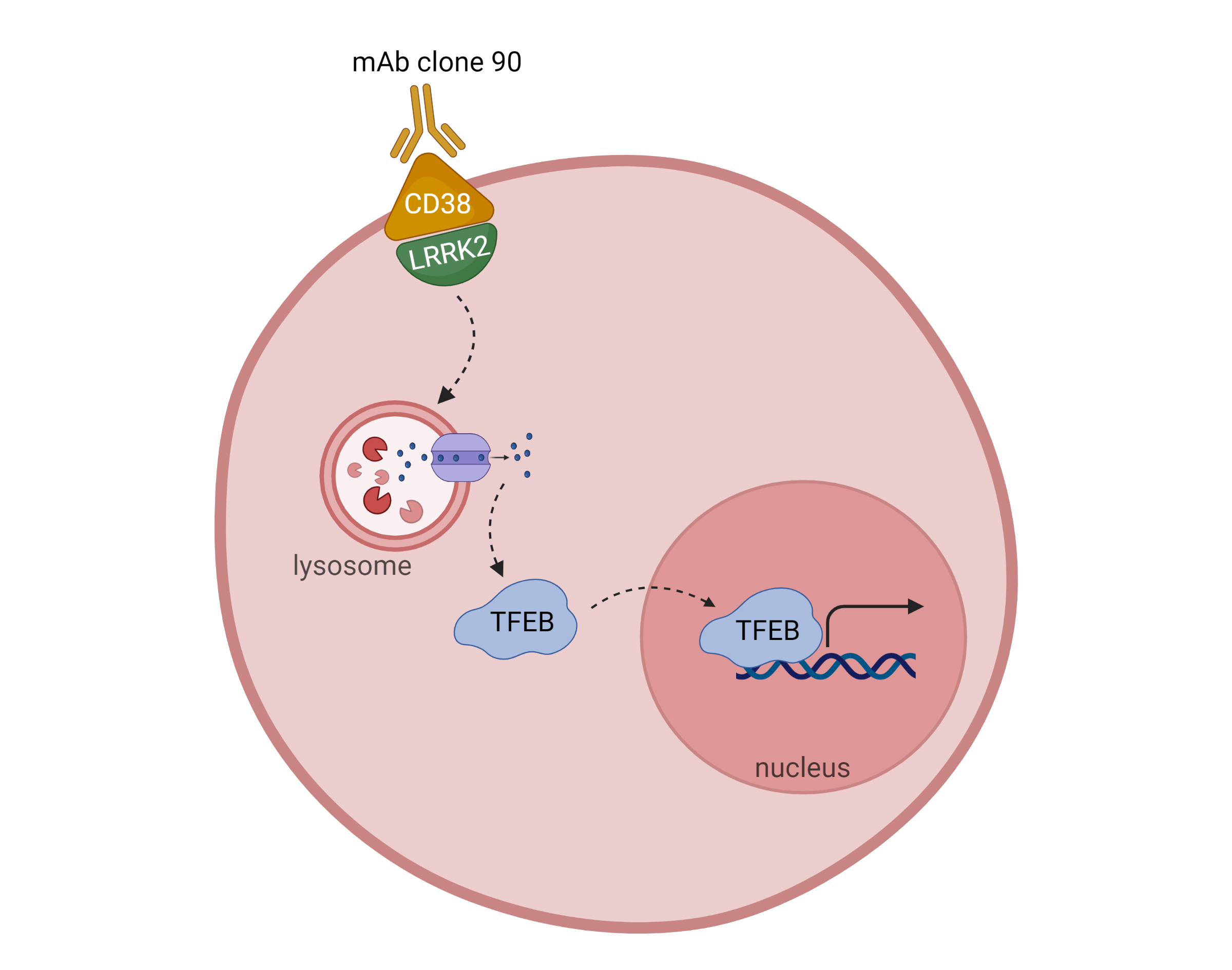 A diagram showing the new signaling molecules in the autophagy pathway. Monoclonal antibody clone 90 ligates CD38 on the cell surface. LRRK2 associates with CD38; then, this complex is internalized and causes TFEB to localize to the nucleus.