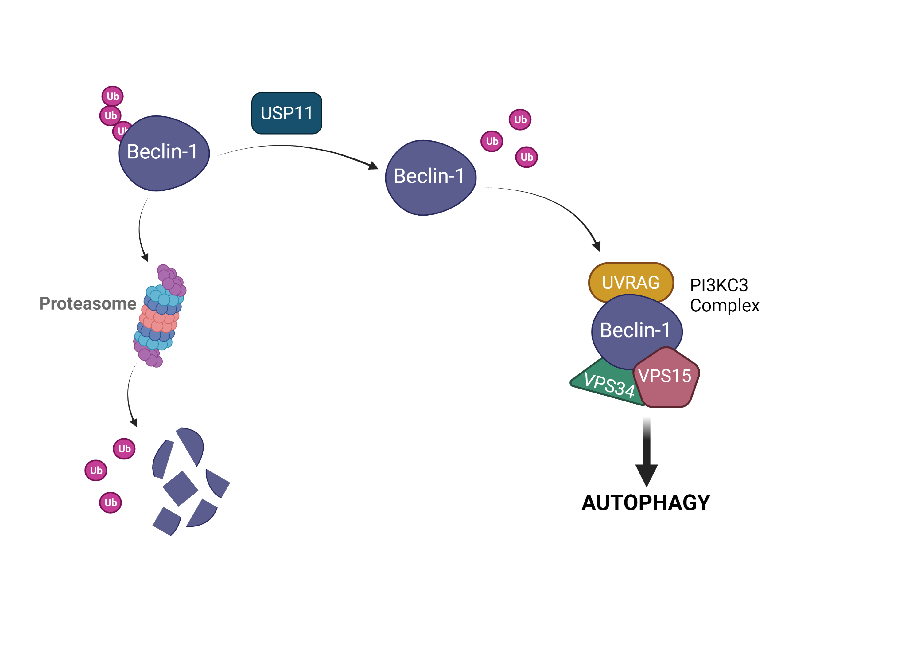 Diagram of Beclin-1 activity. USP11 interacts with Beclin-1 to deubiquitinate Beclin-1 and drive the autophagy pathway, or, ubiquitinated Beclin-1 is degraded by the proteasome.