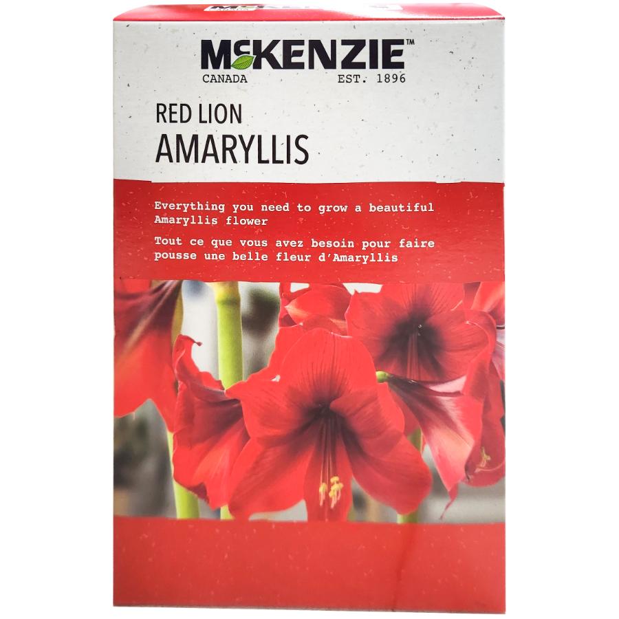 Amaryllisページ 51lw3-igDkL._AC_UF350,