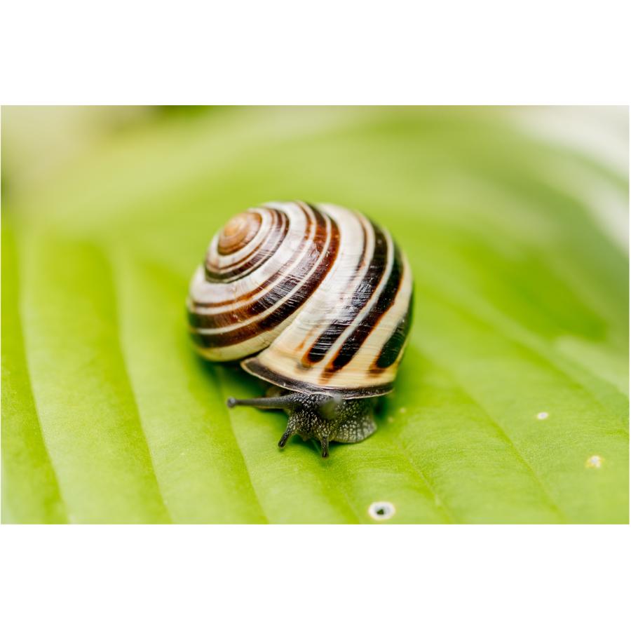HELLOS ヘロス Snail Shelter（Charcoal Green） HOARBOEG Snail Habitat - 2 Pack Natural Environment