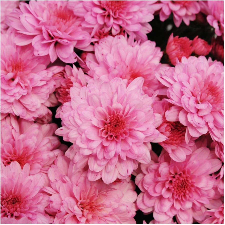 Mum♡ 90784PB_164010_TF_01.jpg