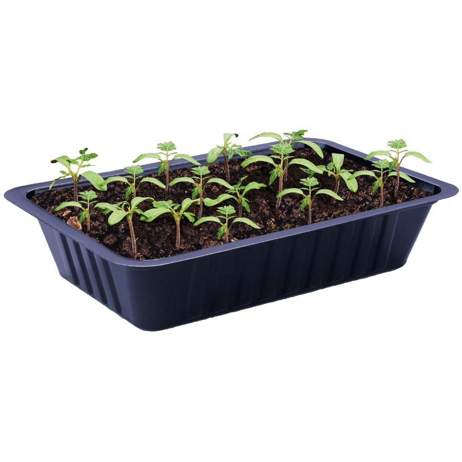 TOTAL GREEN Cherry Tomato Seed Starter Kit | Home Hardware
