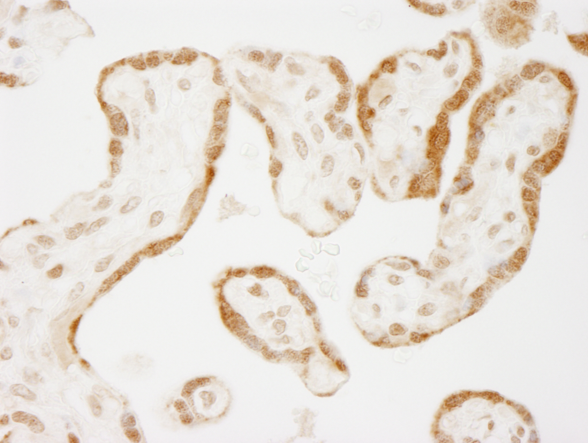 Rabbit anti-NELFE IHC Antibody