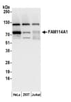 Detection of human FAM114A1 by western blot.