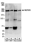 Detection of human NUP205 by western blot.