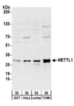 Detection of human and mouse METTL1 by western blot.